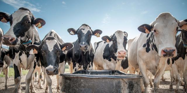 Troupeau de vaches laitières