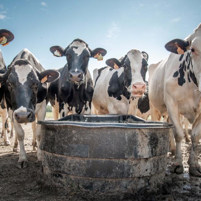 Troupeau de vaches laitières