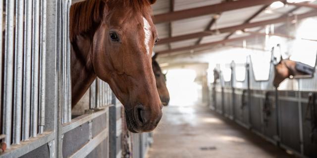 Boxes chevaux