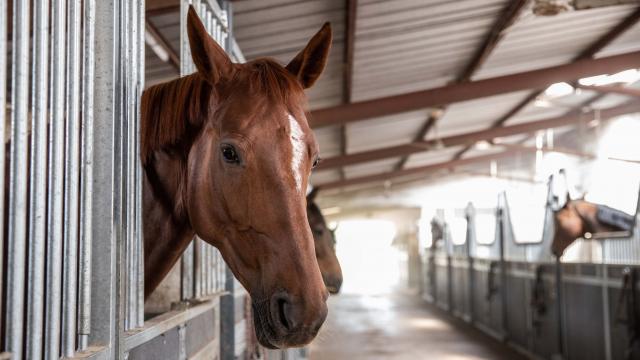 Boxes chevaux