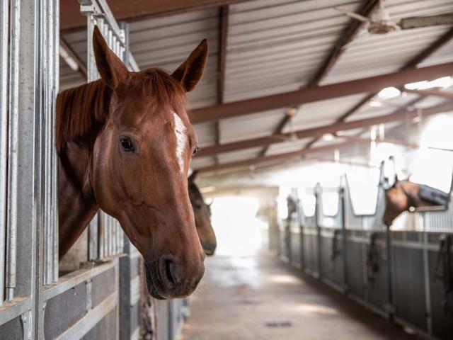 Boxes chevaux