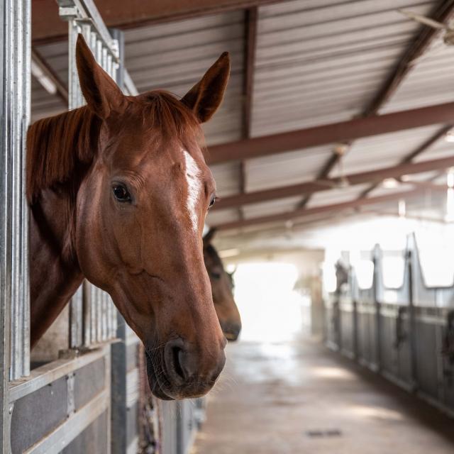 Boxes chevaux