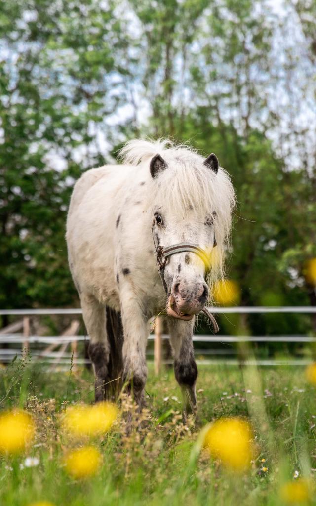 Cheval prairie