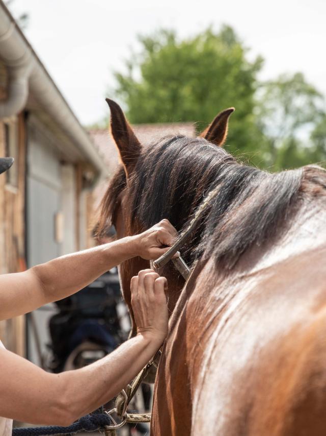 Cheval et dresseur