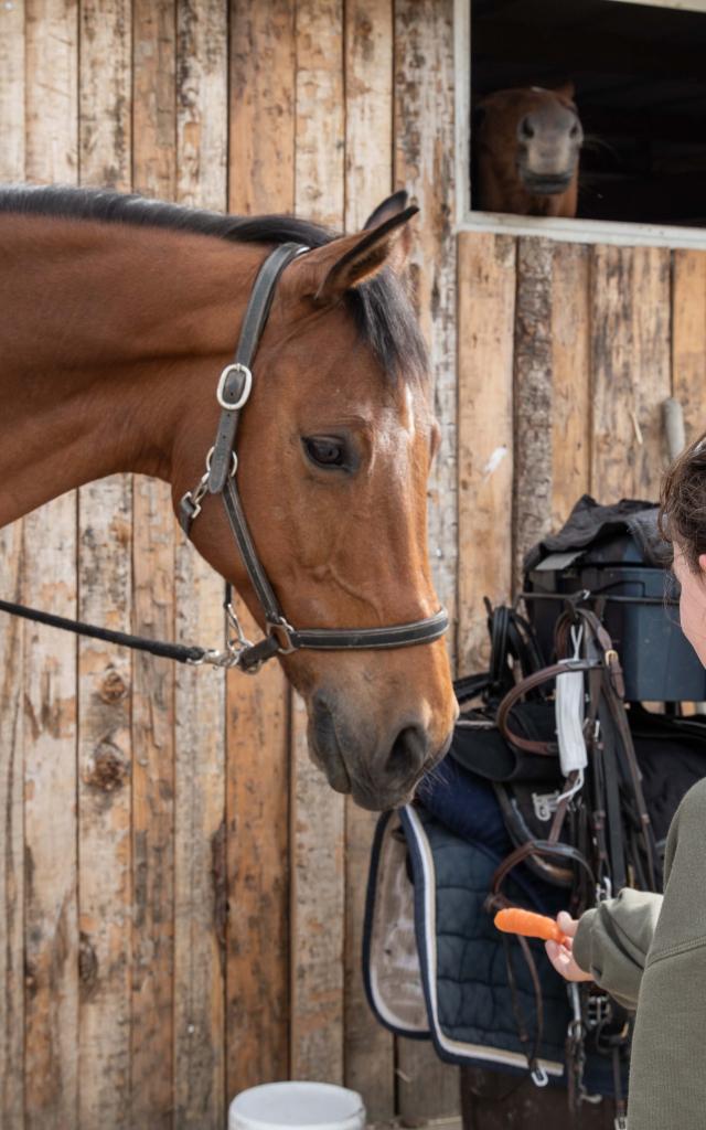 Une enfant donne une carotte à son cheval