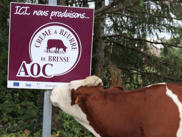 Une vache de Bresse, élevée pour la production de lait, de crème et de Beurre de Bresse AOP.