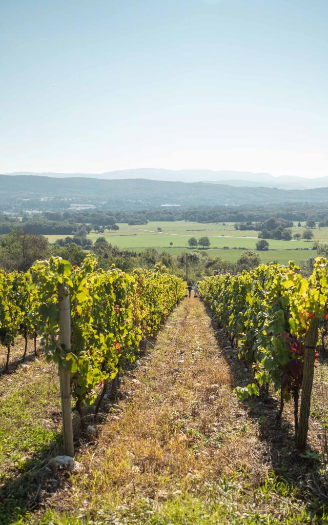 Vignoble vendanges