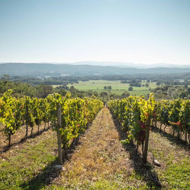 Vignoble vendanges