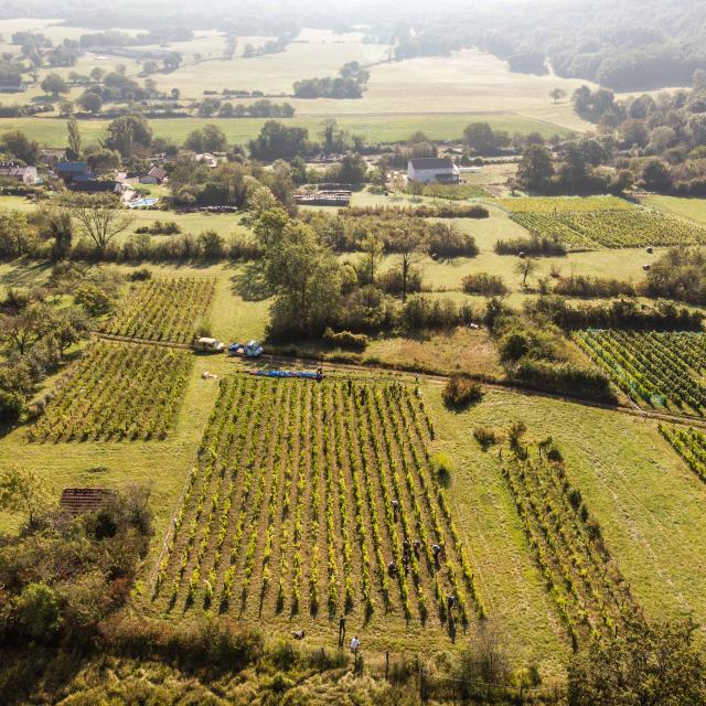 Vue aérienne Vignoble Vendanges