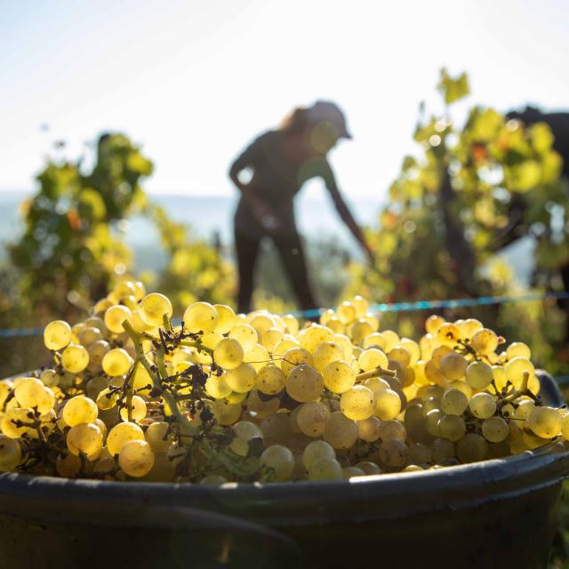 Dans le Revermont, la date des vendanges change tous les ans, de la fin août à la fin septembre, les viticulteurs récoltent leurs raisins