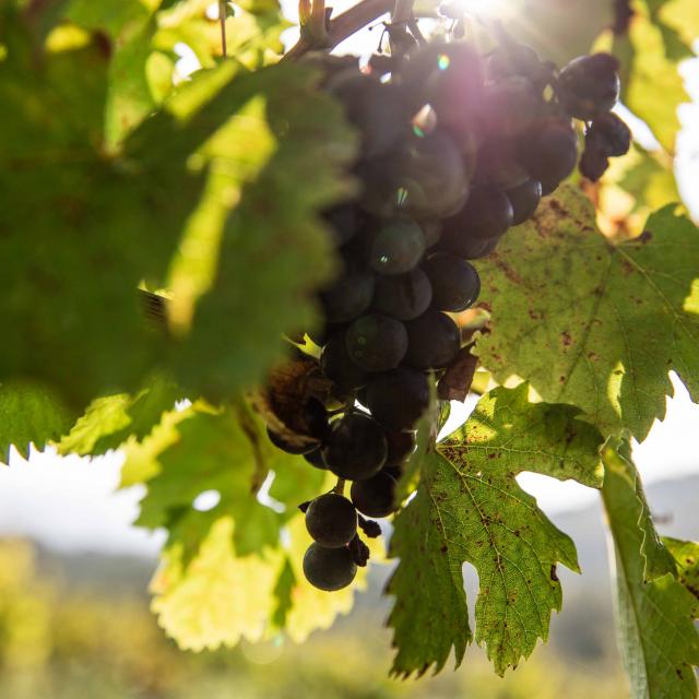 Grappes de raisin