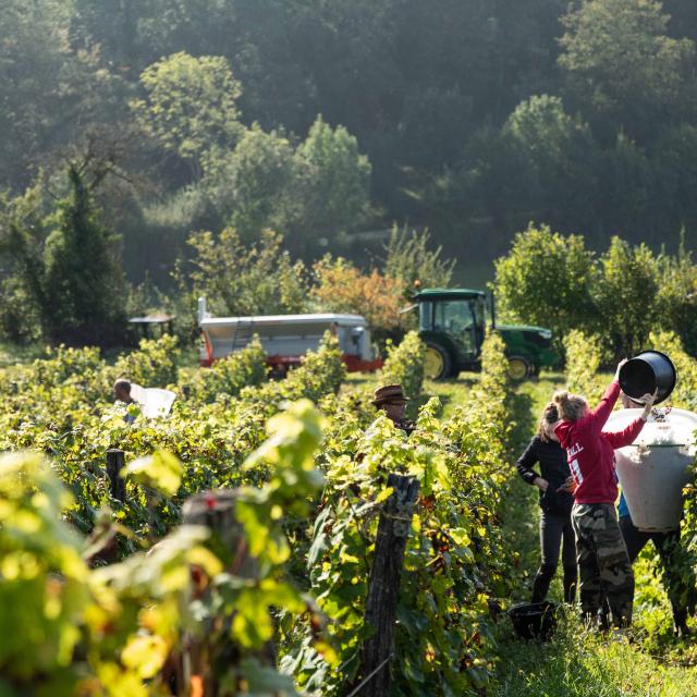 Vendanges