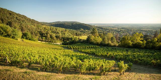 Vigne Vignoble