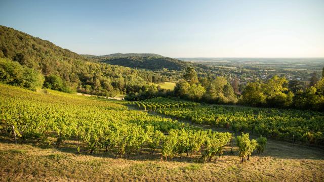 Vigne Vignoble