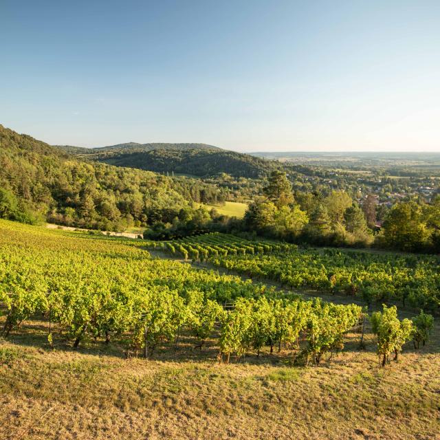 Vigne Vignoble