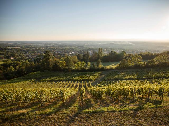 Vigne Vignoble