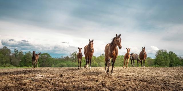 À cheval