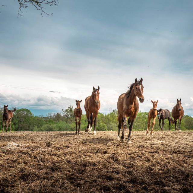 À cheval