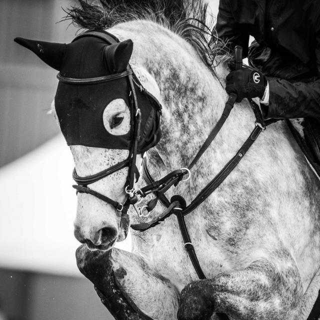 Cheval en compétition pendant le jumping international de Bourg - Office de Tourisme Bourg-en-Bresse destinations