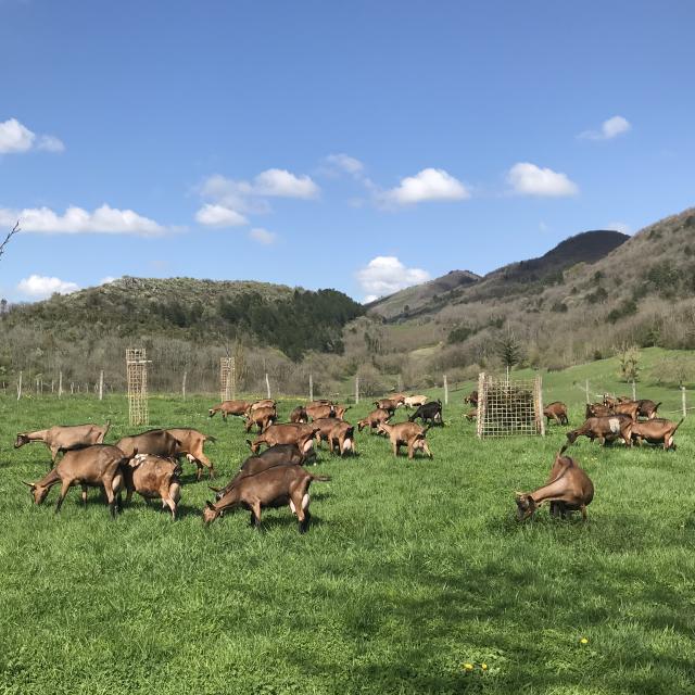 Ferme Du Pré Chevrier à Cuisat au pied des montagnes du Revermont