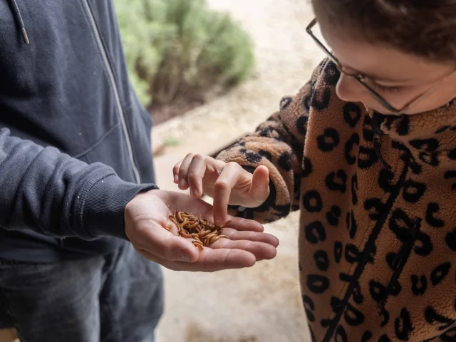 Elevage Insectes Comestibles Ferme Du Tiret Foissiat