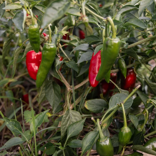 Piment De Bresse Ferme Du Tiret Foissiat