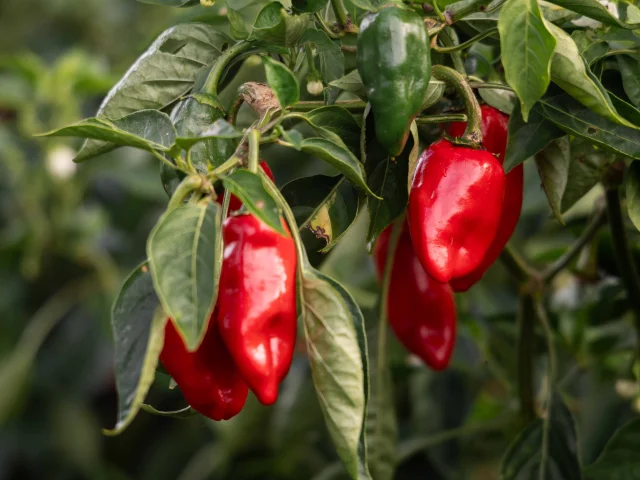 Piment De Bresse Ferme Du Tiret Foissiat